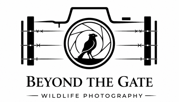 Beyond the Gate Wildlife Photography